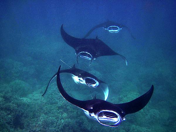 Four Manta Rays by Bette Phelan Four Manta Rays by Bette Phelan