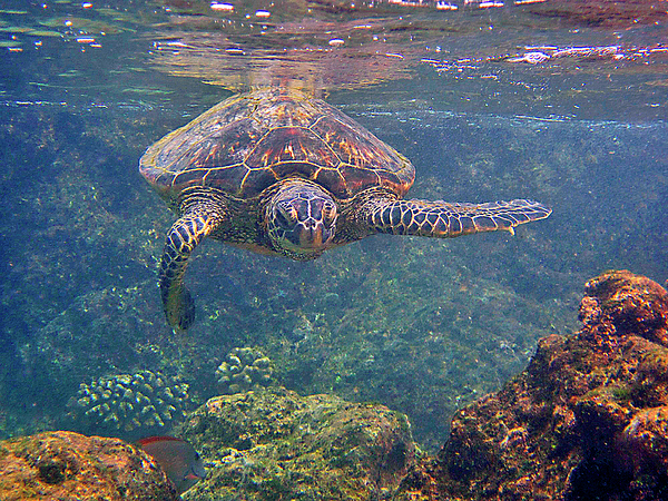 Turtle Approaching by Bette Phelan Turtle Approaching by Bette Phelan